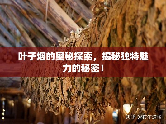 叶子烟的奥秘探索，揭秘独特魅力的秘密！