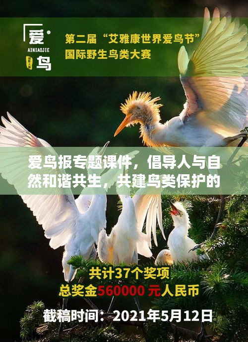 爱鸟报专题课件，倡导人与自然和谐共生，共建鸟类保护的美好未来