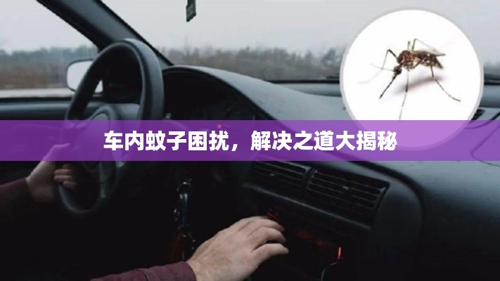 车内蚊子困扰，解决之道大揭秘