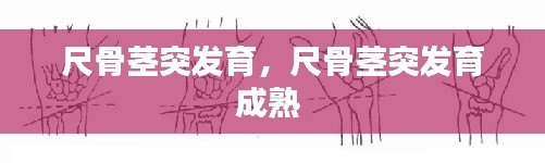 尺骨茎突发育，尺骨茎突发育成熟 
