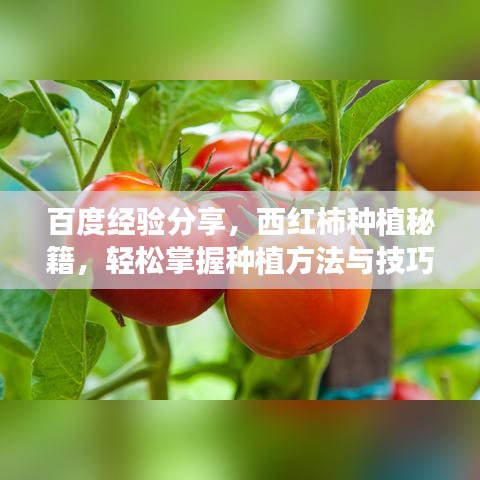 百度经验分享，西红柿种植秘籍，轻松掌握种植方法与技巧！