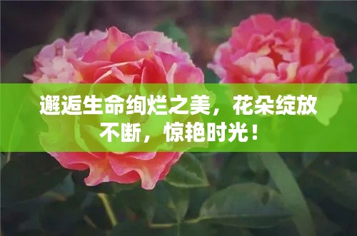邂逅生命绚烂之美，花朵绽放不断，惊艳时光！