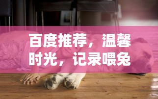 百度推荐，温馨时光，记录喂兔子的美好瞬间