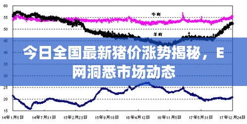 今日全国最新猪价涨势揭秘，E网洞悉市场动态