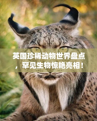 如花似玉