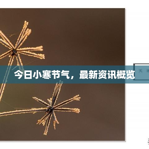 今日小寒节气，最新资讯概览