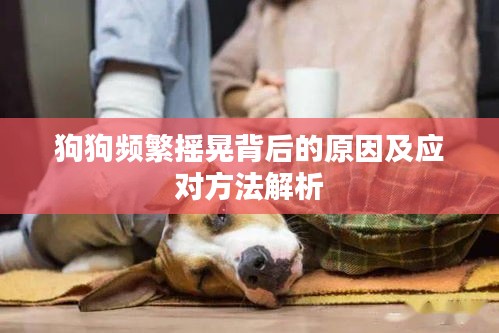 狗狗频繁摇晃背后的原因及应对方法解析