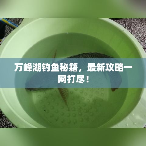 万峰湖钓鱼秘籍，最新攻略一网打尽！